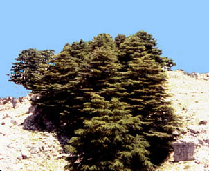 Cedar forset, Jaj, Mount Lebanon