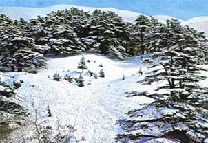 Cedar forest, winter, Lebanon