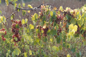 Vineyards, Bekaa Valley
