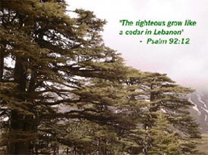 Cedars of the Lord